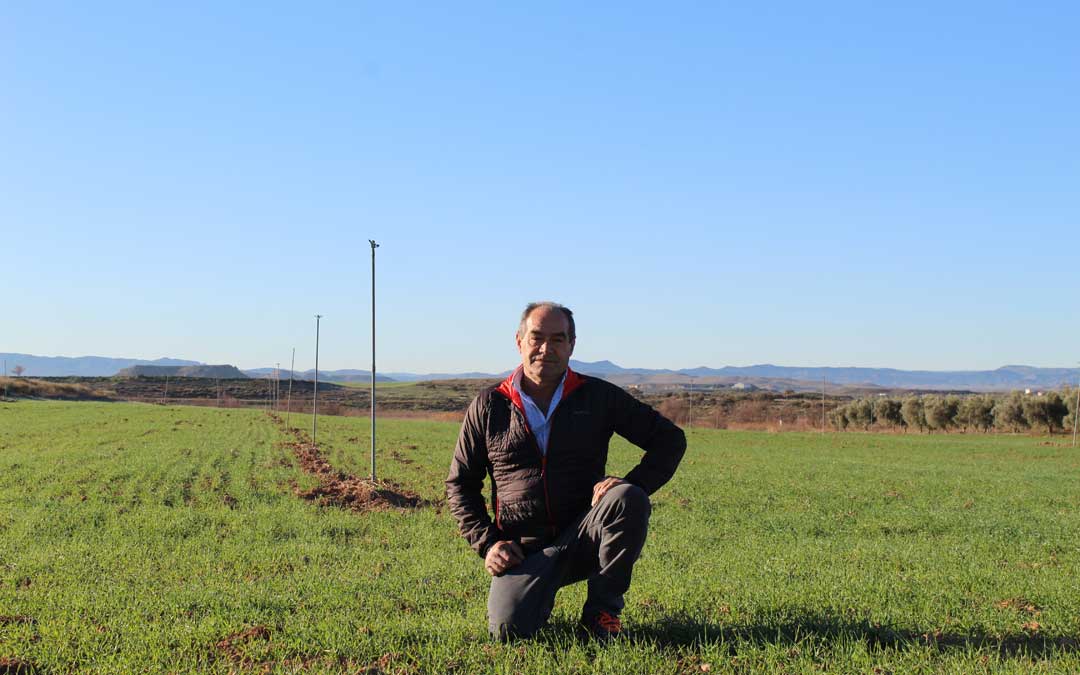 José Miguel Ayuda, en una de las parcelas de regadío del Canal Calanda-Alcañiz junto a la N-232. / B. Severino