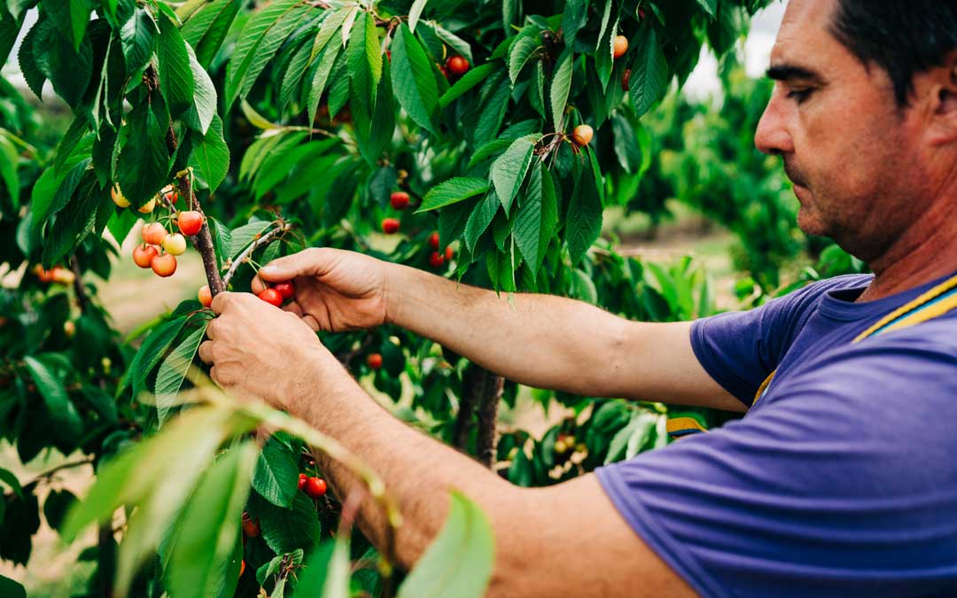 El propietario de una finca de Caspe, este lunes, comprobando el estado de las cerezas de su finca para la recolección / Cesáreo Larrosa