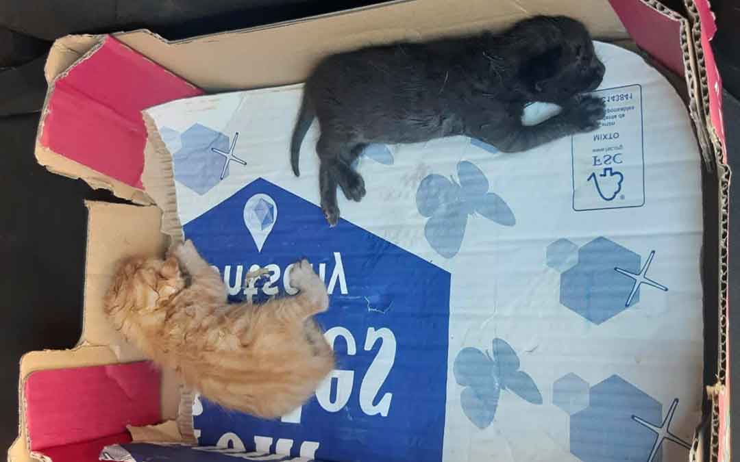 Gatitos que echaron a un contenedor el pasado viernes en Caspe.