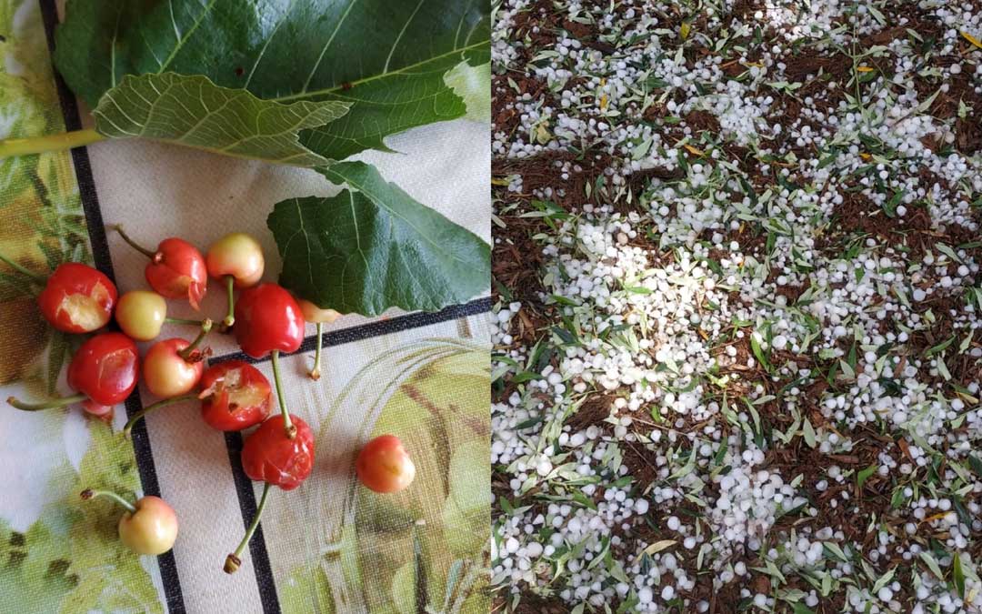 Imagen de unas cerezas dañadas por el granizo, que aunque de pequeño tamaño, cayó muy seco / Ayto. Albalate