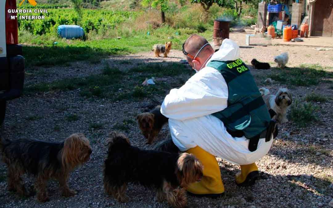 Imagen del criadero ilegal de perros en Caspe. Fuente: Seprona de Guardia Civil