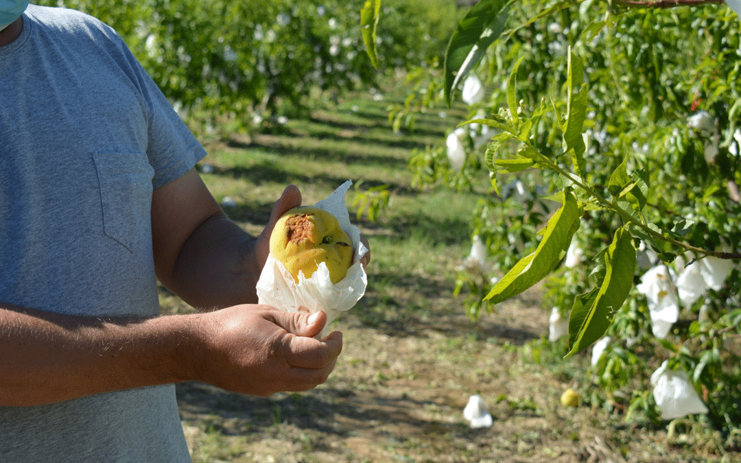 El granizo ha provocado graves daños en la fruta./I.M.