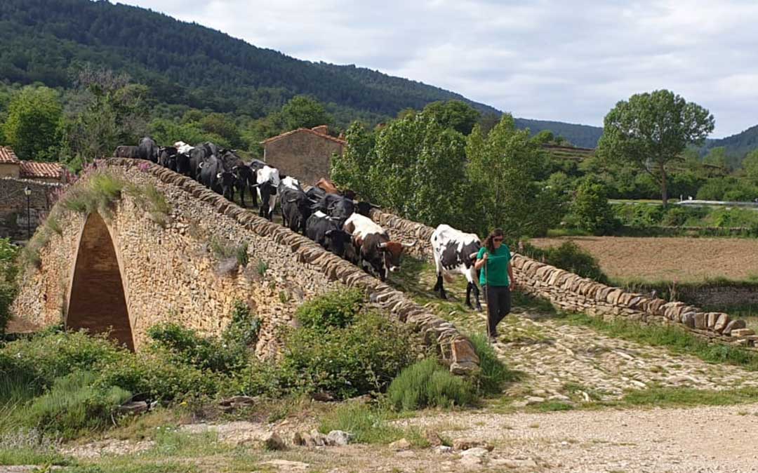 El rebaño de la familia Martorell en el puente de la Pobla de Bellestar, entre Villafranca del Cid y La Iglesuela. /Ayto. La Iglesuela