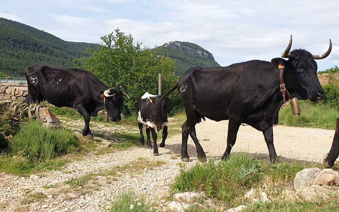 Unas 120 vacas de raza avileña llegan al Maestrazgo./ Ayto. Iglesuela