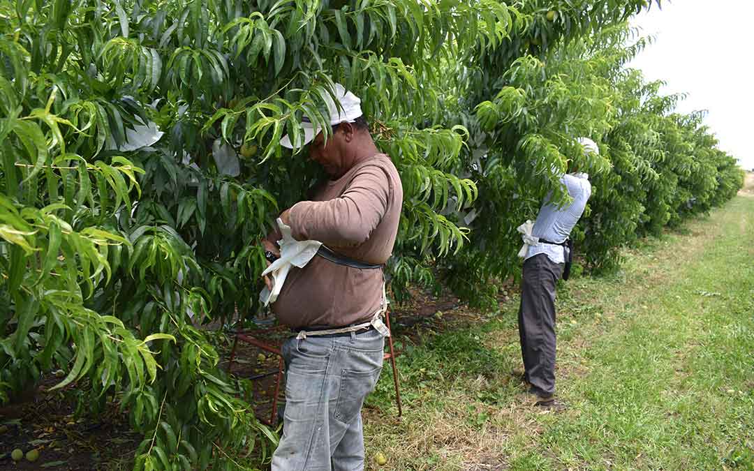 Dos temporeros recogiendo melocotones en un campo de la Cooperativa Frutícola Compromiso de Caspe, a las afueras del municipio./ L.C.