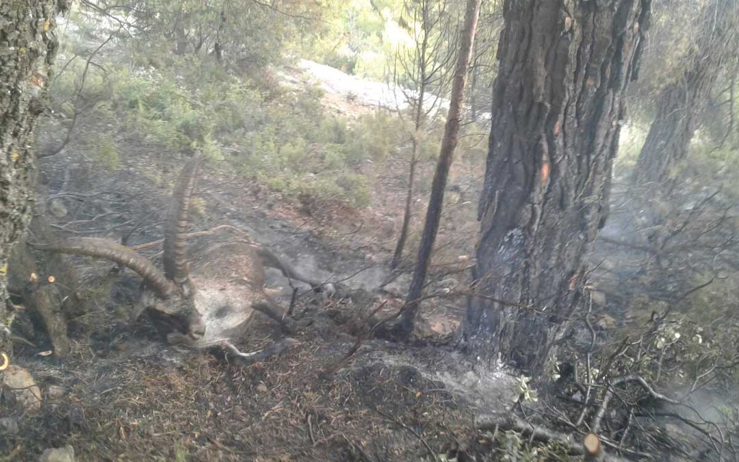 Un rayo alcanzó y mató a un macho de cabra montés en Luco de Bordón / IIFF Aragón