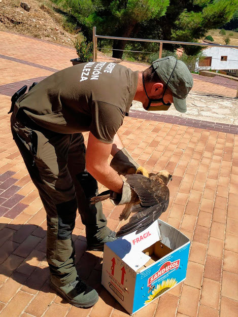 La caja donde refugiaron al animal./ Fernando Ruiz