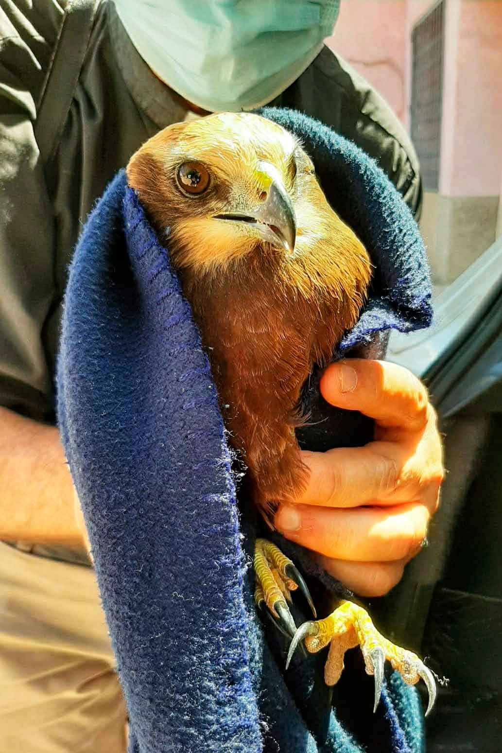 El aguilucho lagunero herido en el camino del Monasterio de El Olivar./ Fernando Ruiz