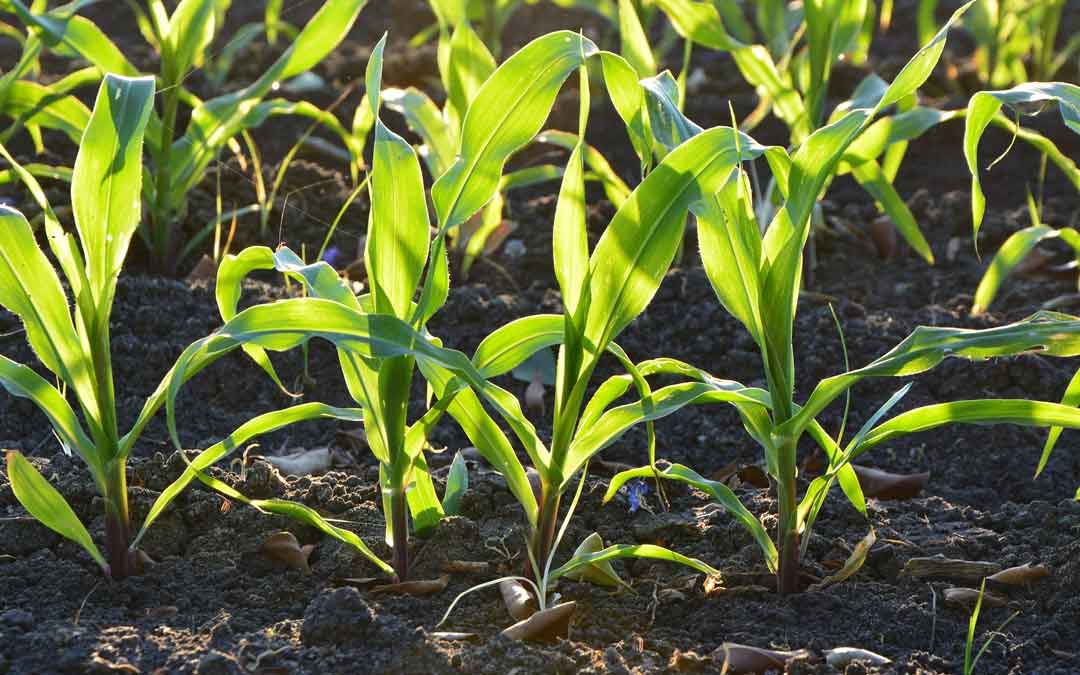 Un cultivo de maíz muy común en nuestro territorio