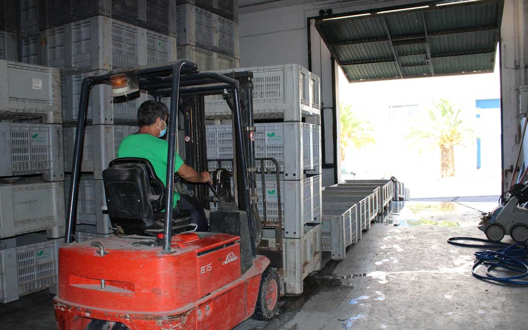 Un trabajador de Frutas Casablanca, en Chiprana, este jueves en el almacén / Pilar Sariñena