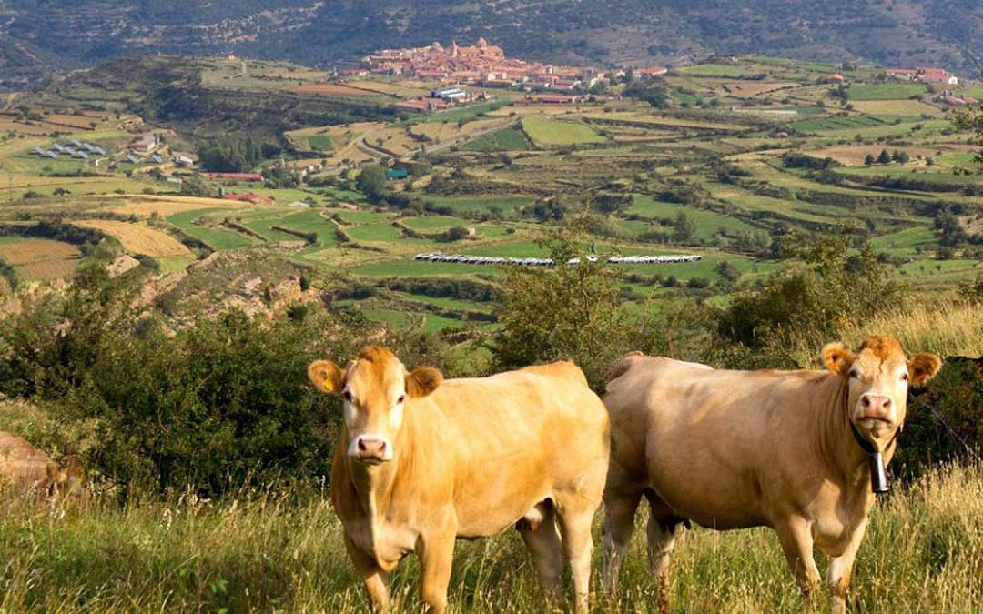 El ganado vacuno es de gran importancia en la Comarca del Maestrazgo