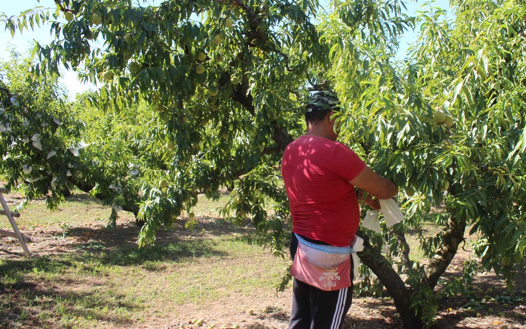 Un trabajador embolsando el melocotón en un campo de Puigmoreno hace unos días / L. Castel