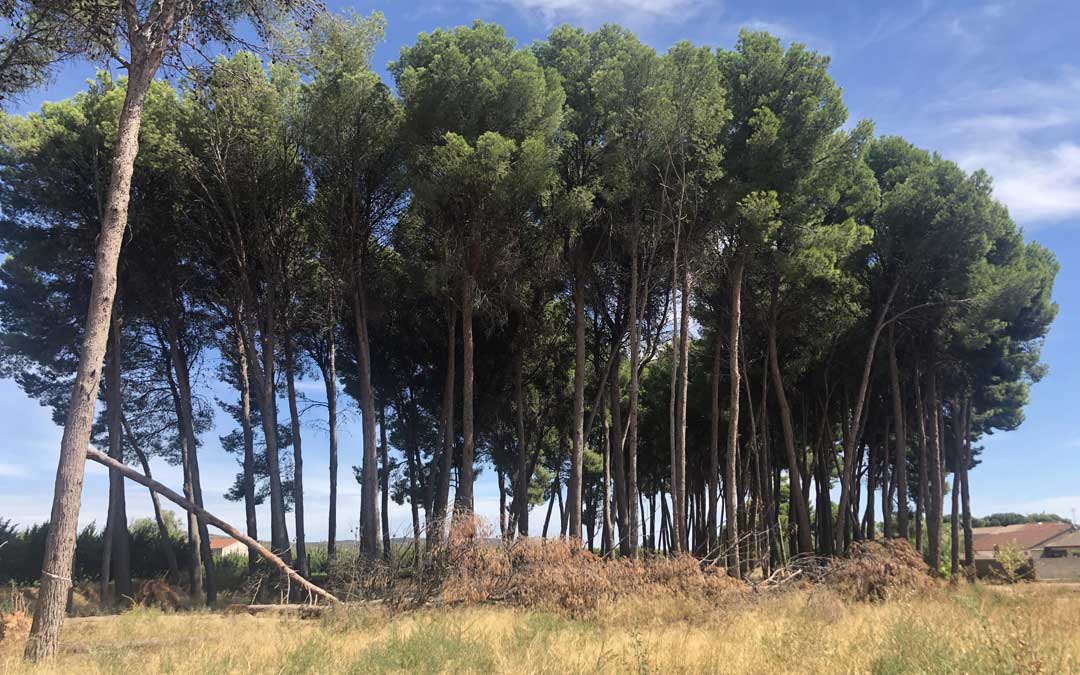 El pinar está situado al final de Puigmoreno cercano a varias viviendas / L. Castel