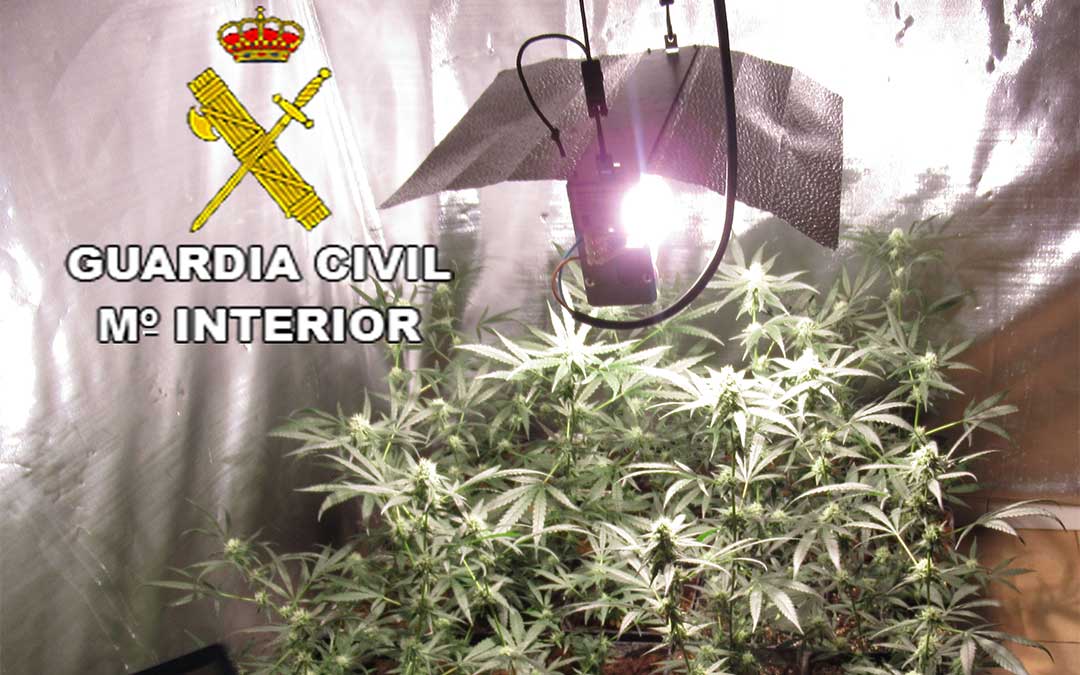 Plantación de marihuana intervenida por la Guardia Civil./ Guardia Civil de Teruel