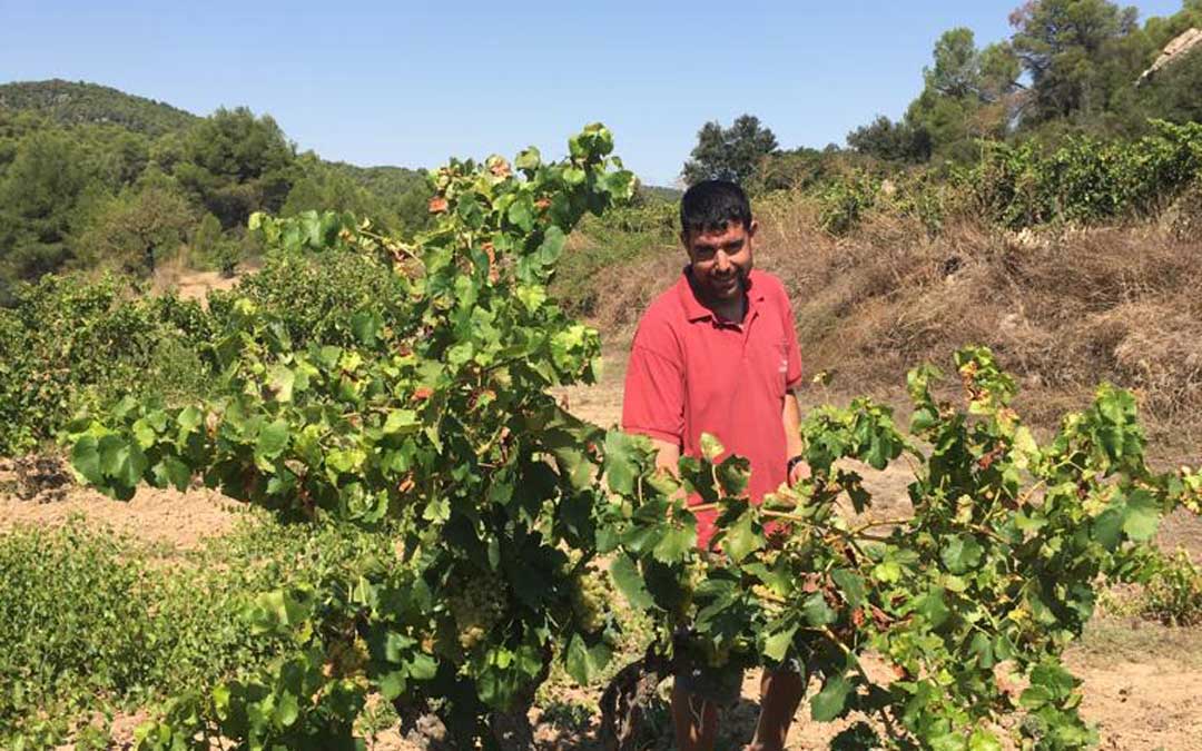 El enólogo de Bodegas Crial, Carlos Albesa, junto a una cepa centenaria de garnacha blanca.