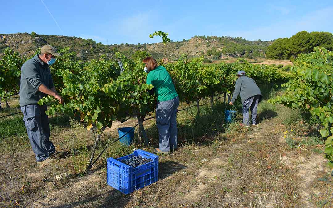 vendimiado las viñas de las Bodegas Guallart durante el mes de septiembre./ M. Celiméndiz