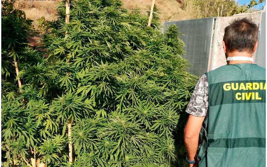 Un agente con parte de las plantas de marihuana incautadas. Fuente: Guardia Civil.
