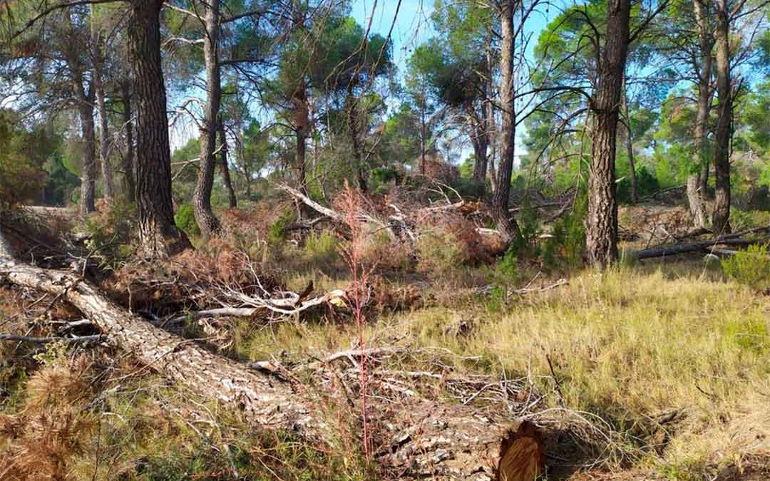Monte de Utilidad Pública de Alcañiz afectado por la borrasca Gloria./ Pedro Polo