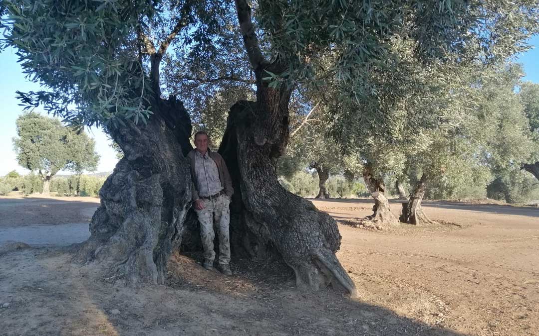 Eduardo Cuella es el propietario de la Olivera Femada en La Fresneda, uno de los árboles catalogados.