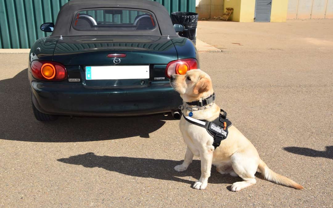Perro de la Guardia Civil en el dispositivo de seguridad./G.C. Teruel
