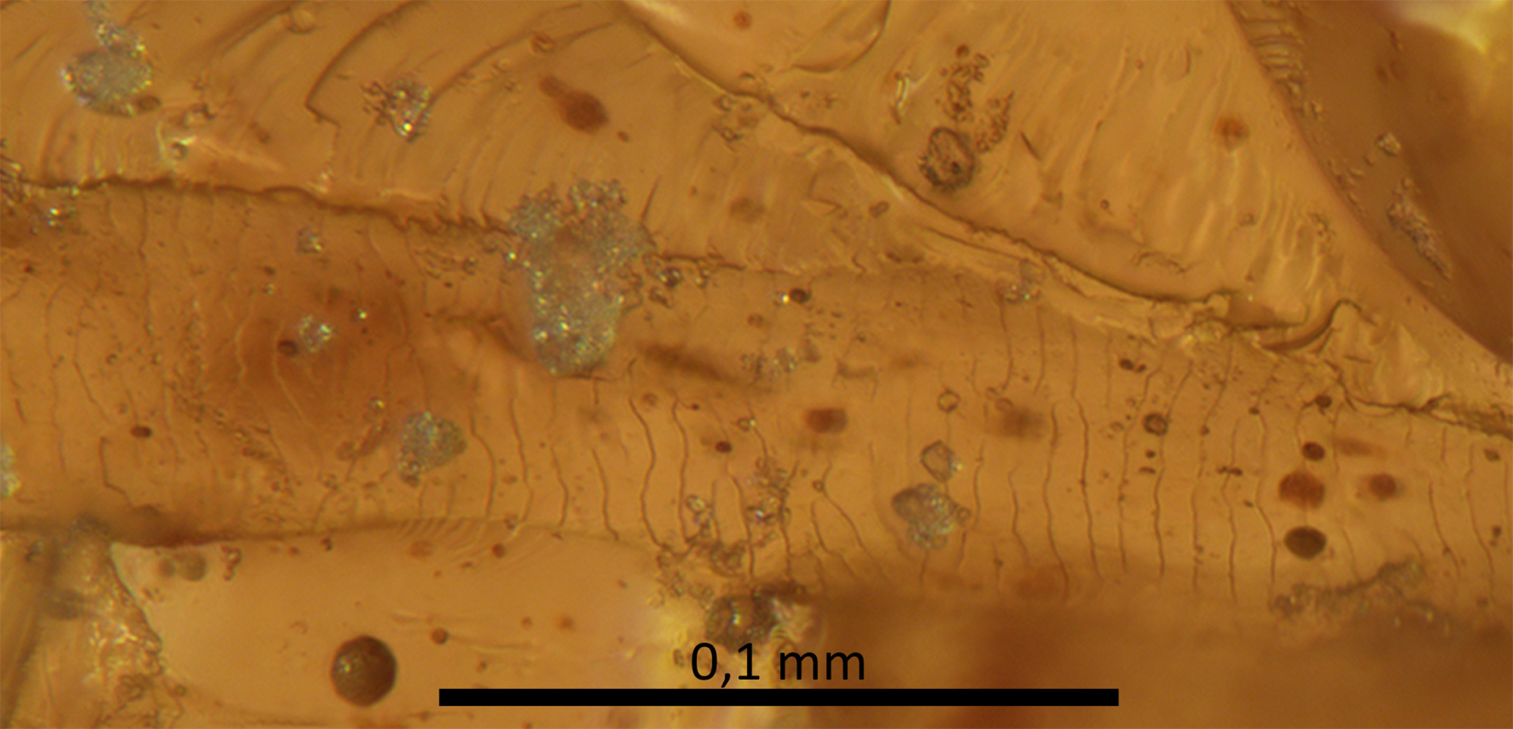 Pieza de ámbar del yacimiento turolense de Ariño en la que se aprecia de forma excepcional la impresión del patrón superficial de escamas característico del pelo de los mamíferos / scientific reports