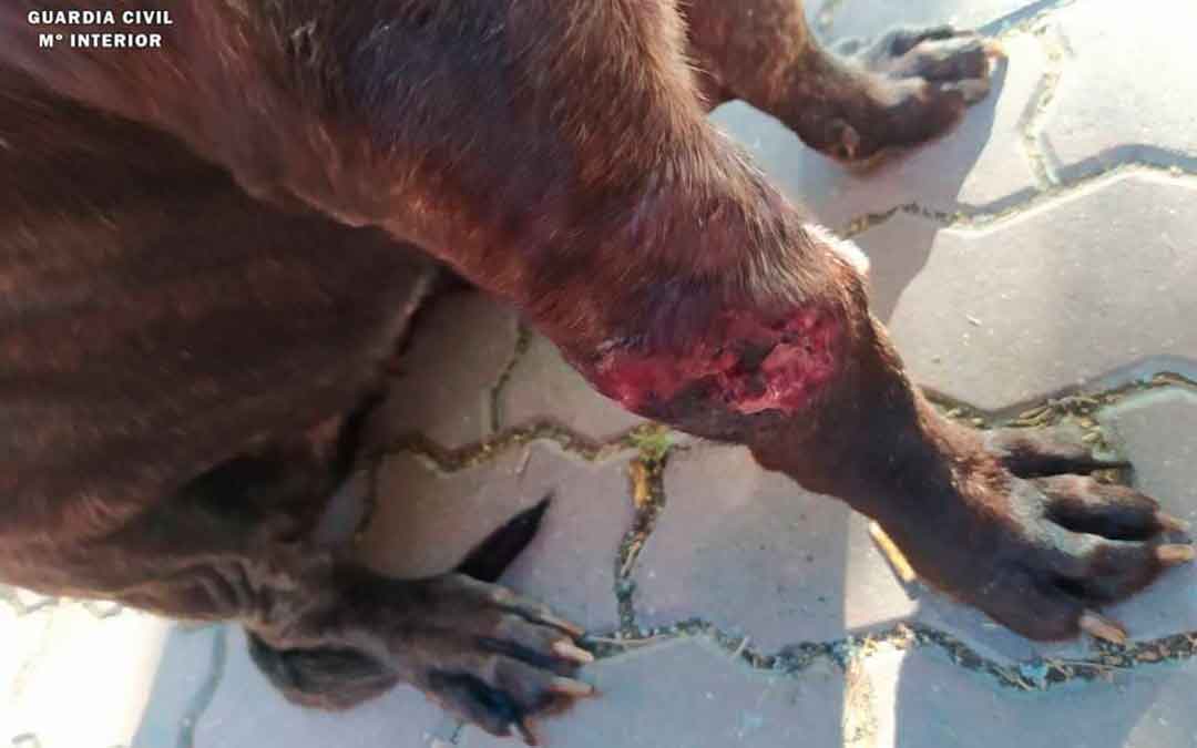 Imagen de una de las patas más afectadas del perro, que tuvo que ser finalmente sacrificado. Imagen: Guardia Civil.