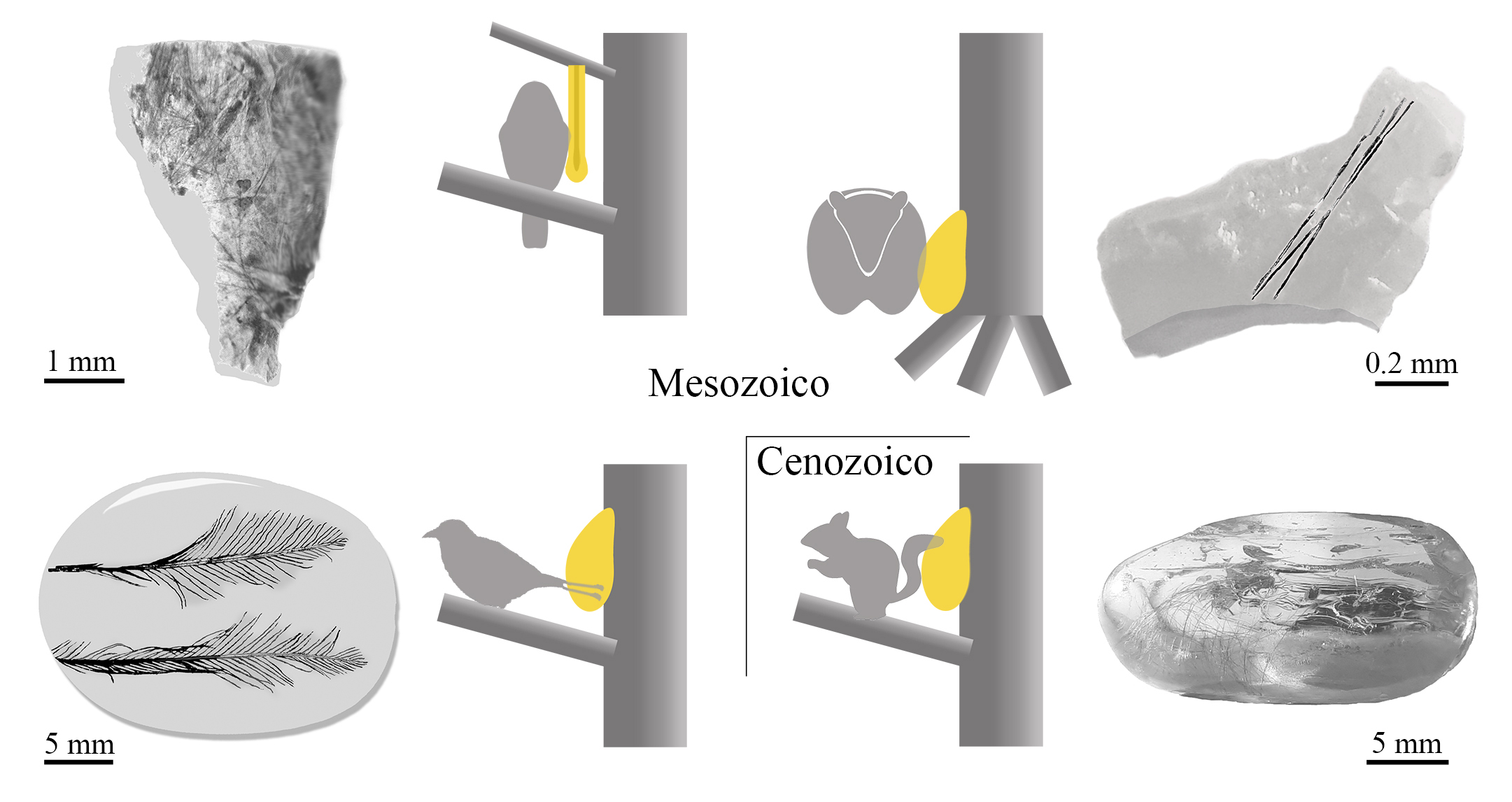 Esquema de cuatro ejemplos del proceso «pull off vestiture» en piezas de ámbar de San Just, Ariño, Myanmar y Báltico, de izquierda a derecha y de arriba a abajo / scientific reports