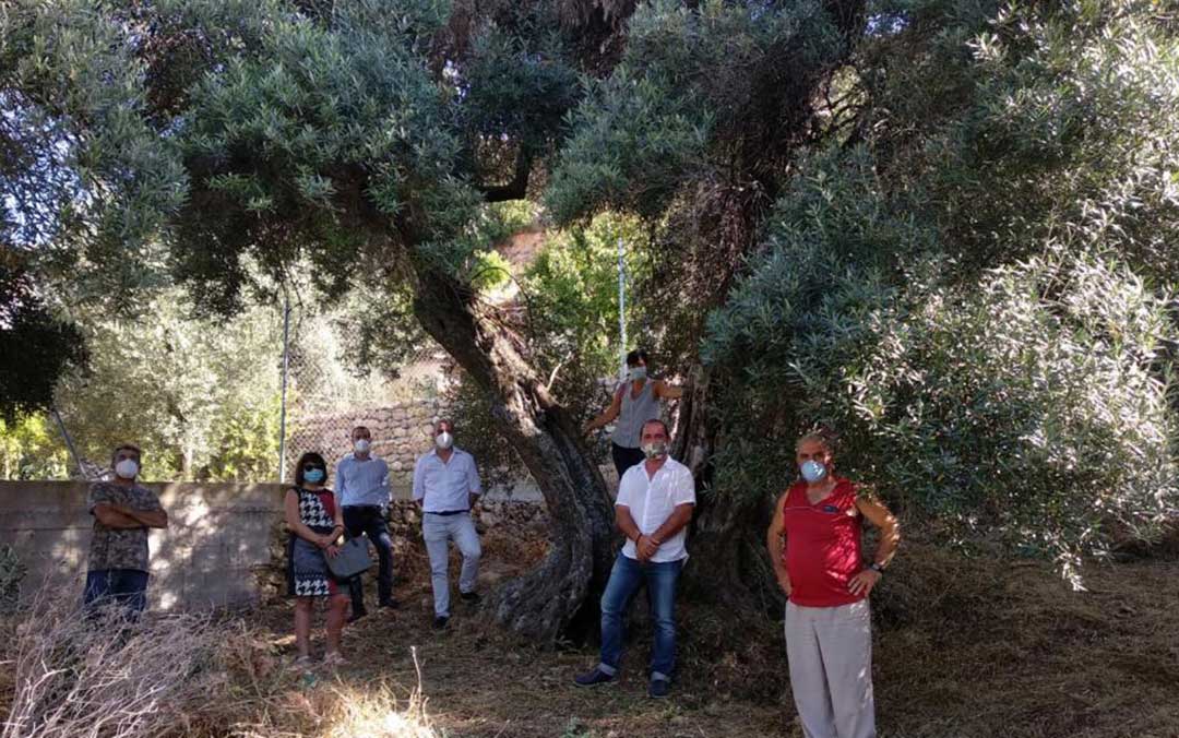 Representantes del Ayuntamiento de Peñarroya de Tastavins y de la Taula del Sénia, junto a un olivo milenario catalogado./ Taula del Sénia