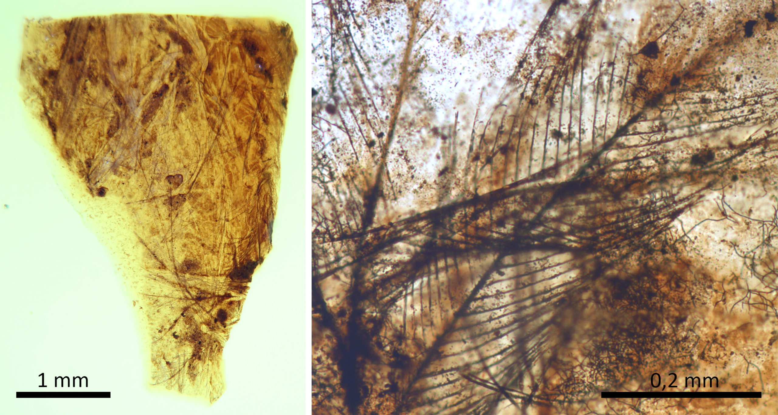 Pieza de ámbar del yacimiento turolense de San Just con restos de plumas de dinosaurio / scientific reports