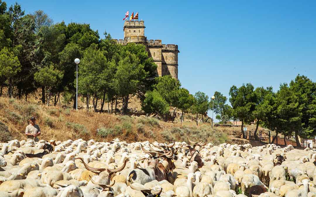 Un ganadero con sus ovejas junto a la Torre Salamanca de Caspe. Imagen: Junta Local de Ganaderos de Caspe.