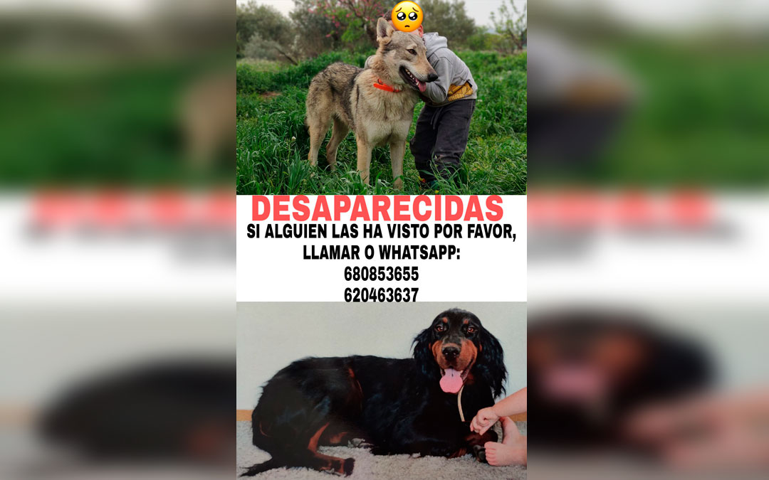 Cartel con la imagen de las dos perras desaparecidas, que está siendo compartido por la ciudadanía, con los teléfonos de contacto.