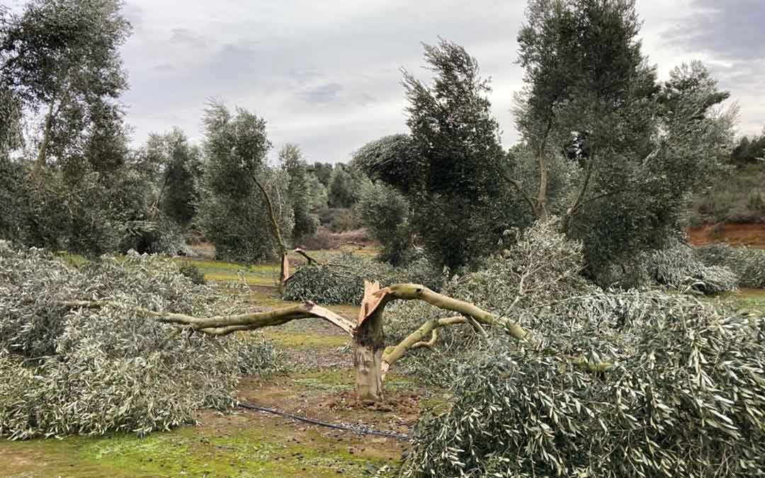 Un olivo tronchado por efecto del temporal Filomena. Foto: UAGA Caspe