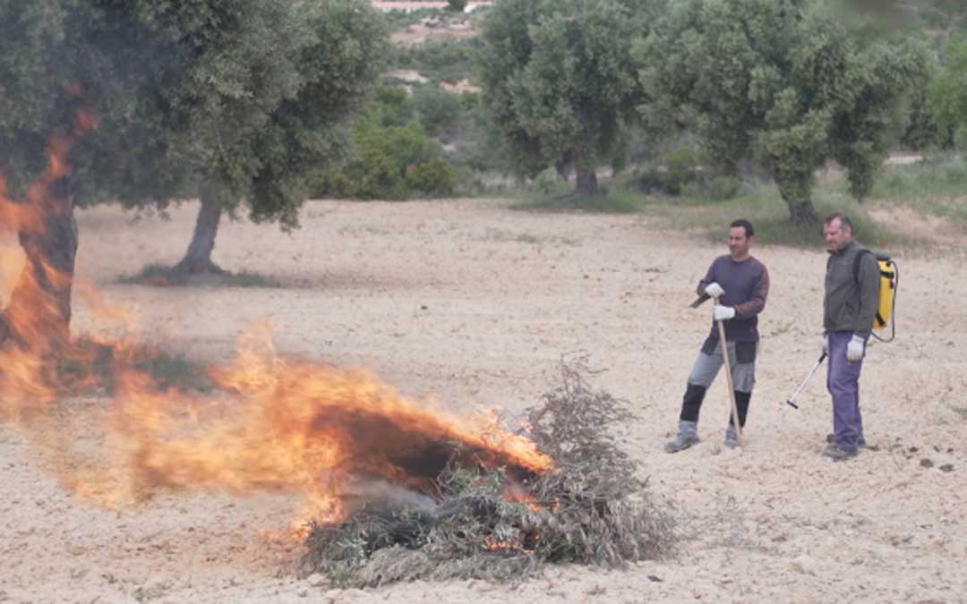 Una quema controlada en un campo de olivos. Foto: DGA