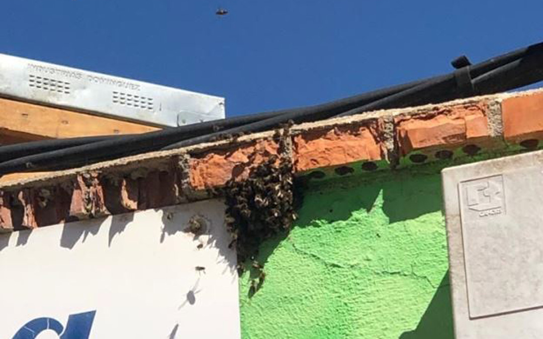 Detalle del enjambre retirado de Bartolomé Esteban. / Bomberos DPT