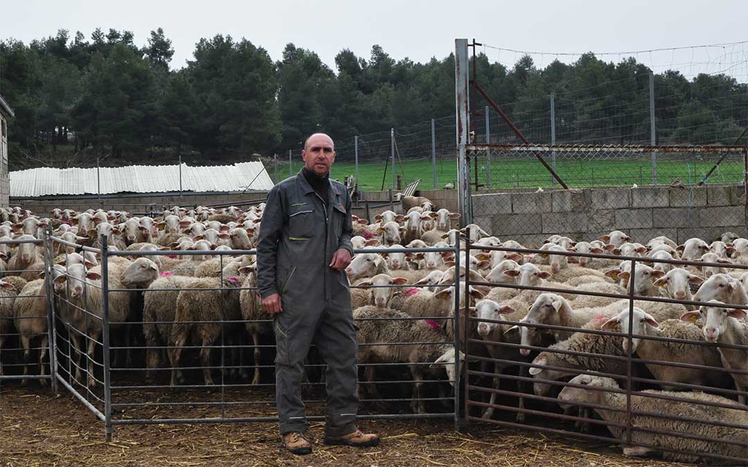 Alberto Riba, presidente de la Asociación de Ganaderos de Ovino del Matarraña./ L.C.