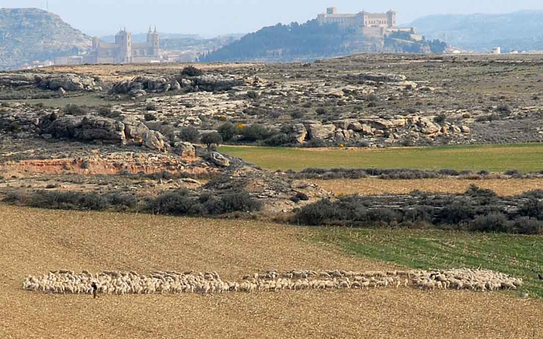Ganado pastando cerca de Alcañiz. Foto: Ayto. Alcañiz