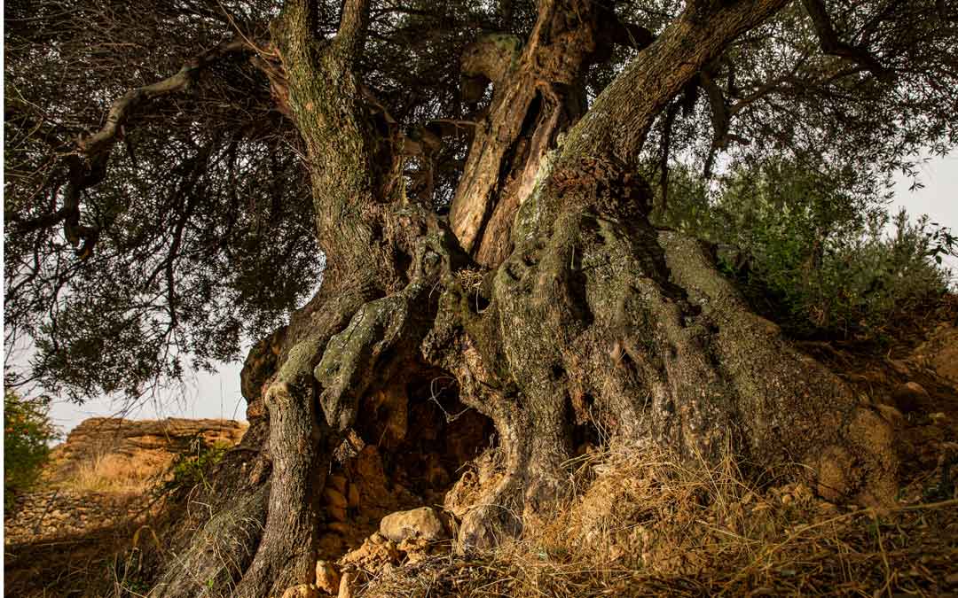 Uno de los olivos milenarios con los que cuenta Peñarroya de Tastavins. Foto: Taula del Senia