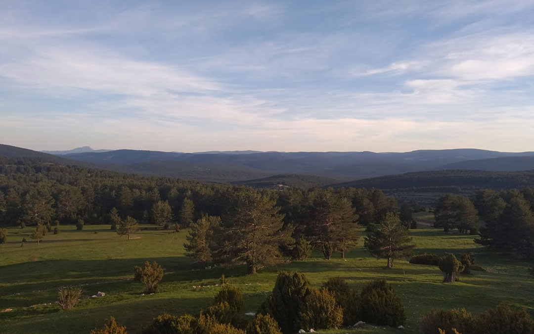 Una zona de pinar entre Cantavieja y la localidad de Mosqueruela./ Plafatorma a favor de los Paisajes de Teruel