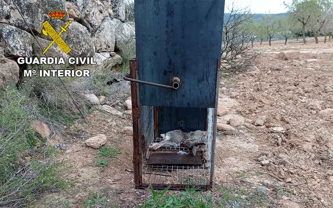 La colocación de jaulas trampas es un método prohibido por ser masivo y no selectivo, puesto que se pueden capturar especies silvestres protegidas./ Guardia Civil
