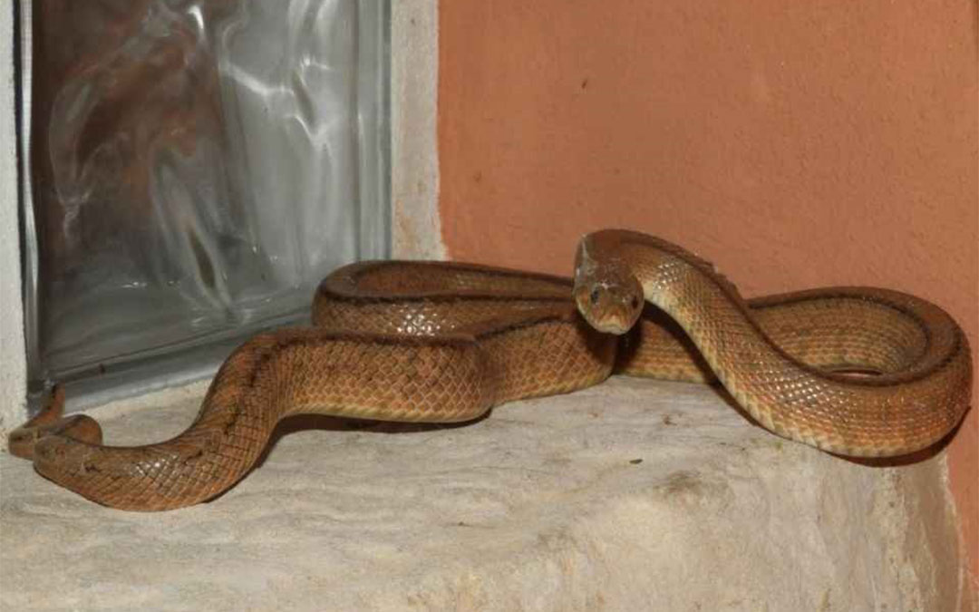 La culebra de escalera que se coló en una casa de La Codoñera el pasado sábado./ AAPNA