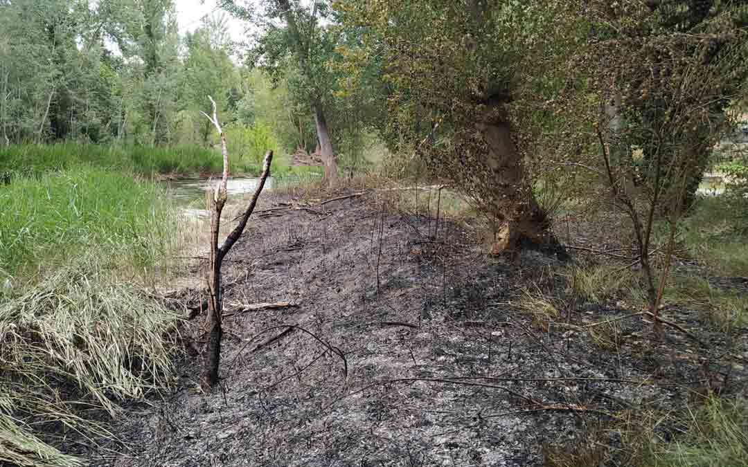 Daño originado por el fuego en la ribera del Guadalope./DPT