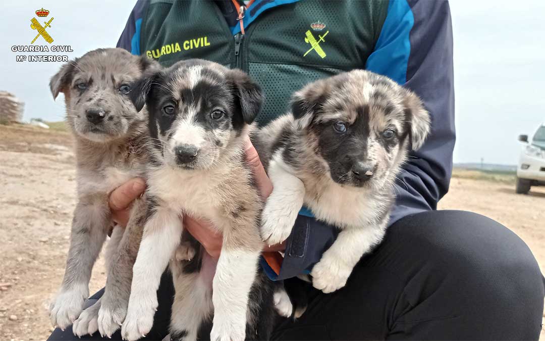 La Guardia Civil y los ciclistas que dieron el aviso salvaron a los tres cachorros./ Guardia Civil