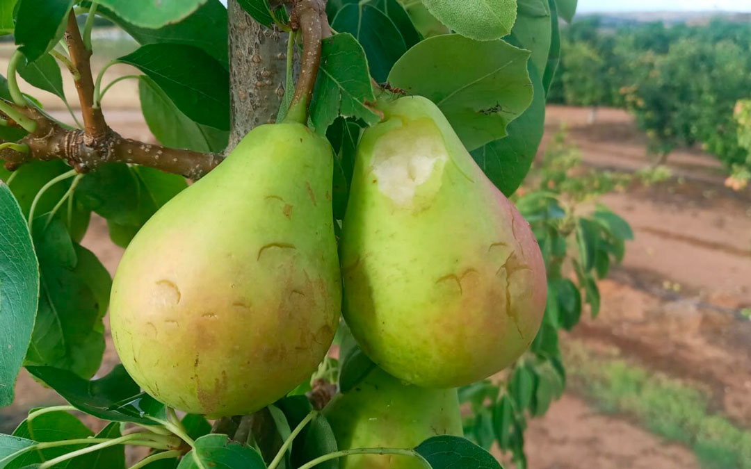Imagen de la fruta dañada por el temporal en Caspe / Fuente: J. A. Palacios