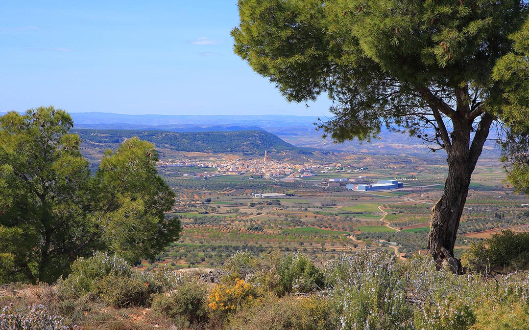 Vistas entre árboles desde el Mirador de Alloza