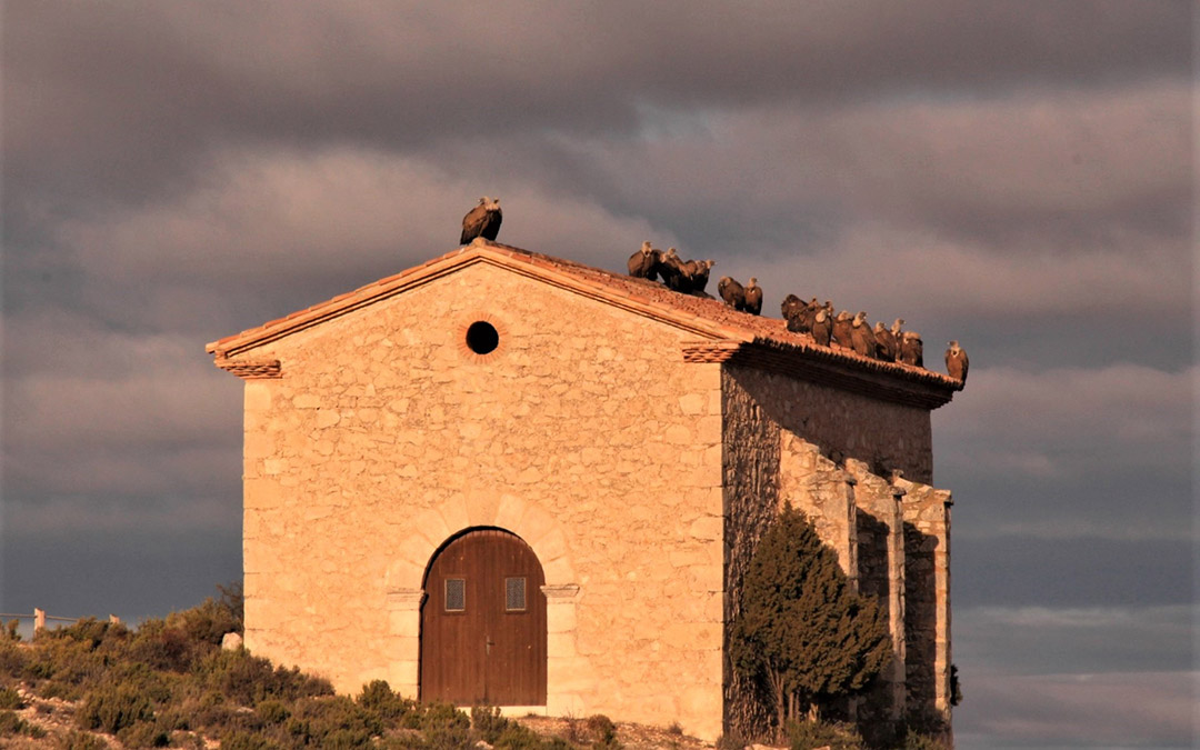 Buitres en el Mirador de la ermita de Santa Bárbara