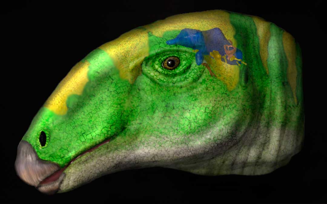 Reconstrucción de la cabeza de Proa con el encéfalo coloreado en azul./ S. Lautenschlager
