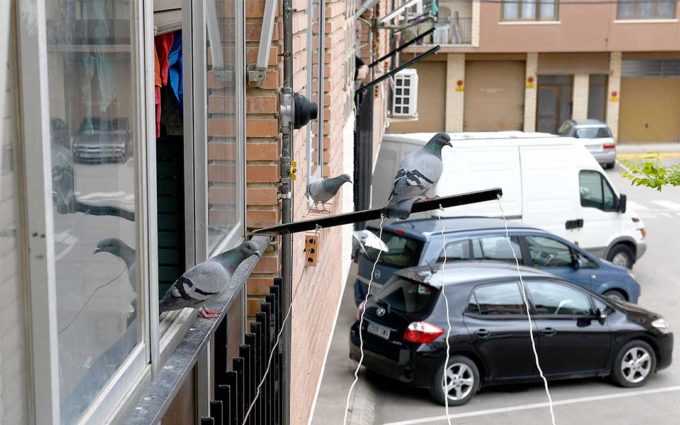 palomas-alcaniz-