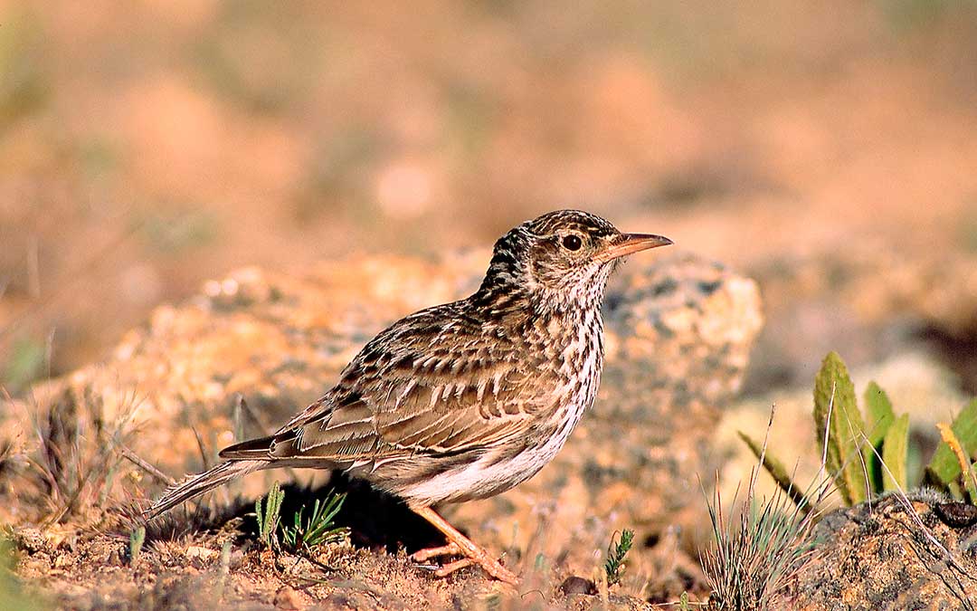El rocín es una especie en peligro de extinción./ SEO/BirdLife