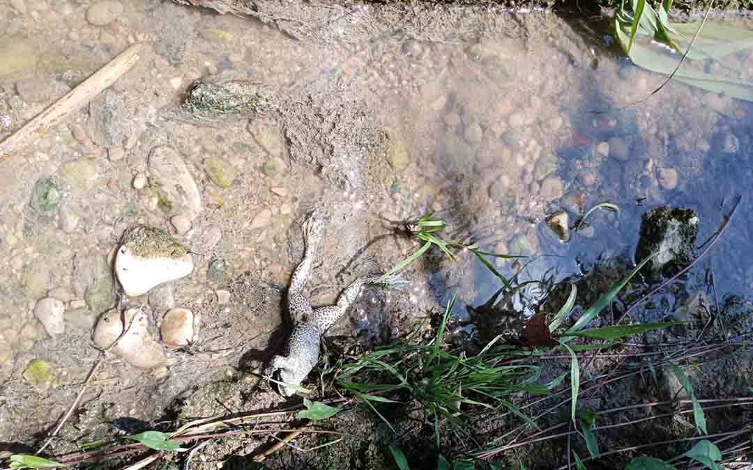 vertidos-huertas-ronda-caspe-rana-muerta