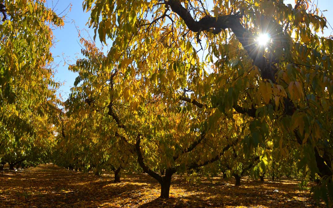 'Otoño', de Francisco Javier Rodríguez Martín. 2º Melocotón Embolsado.
